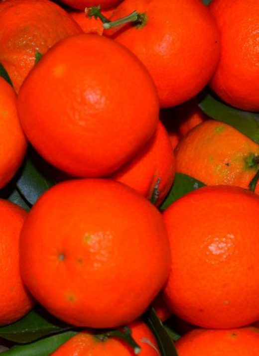 Confiture de clémentine Corse