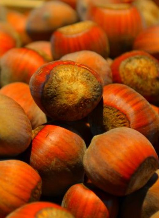 Noisettes de Venzolasca