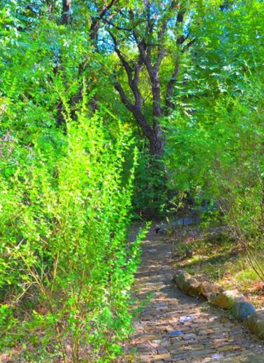 Le jardin forêt de la Maison de la Vigne