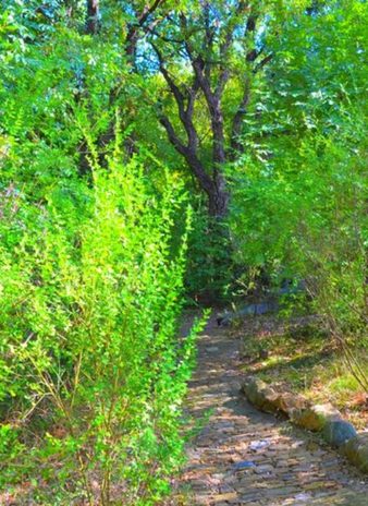 The forest garden of the Maison de la Vigne