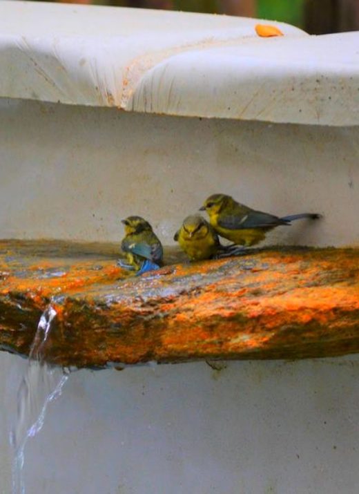 oiseaux dans le deversoir