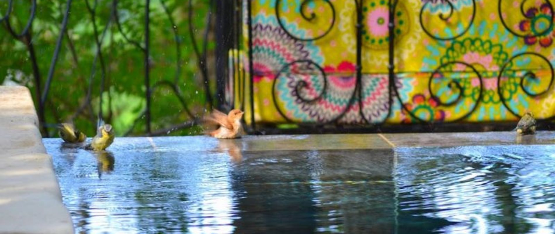 oiseaux dans l'abreuvoir piscine