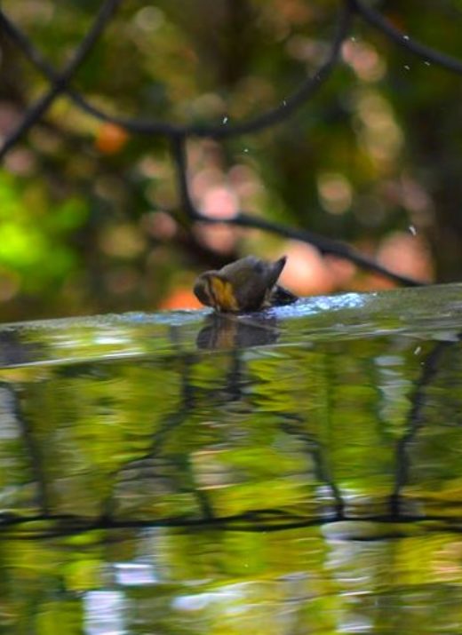 Abreuvoir géant pour oiseaux