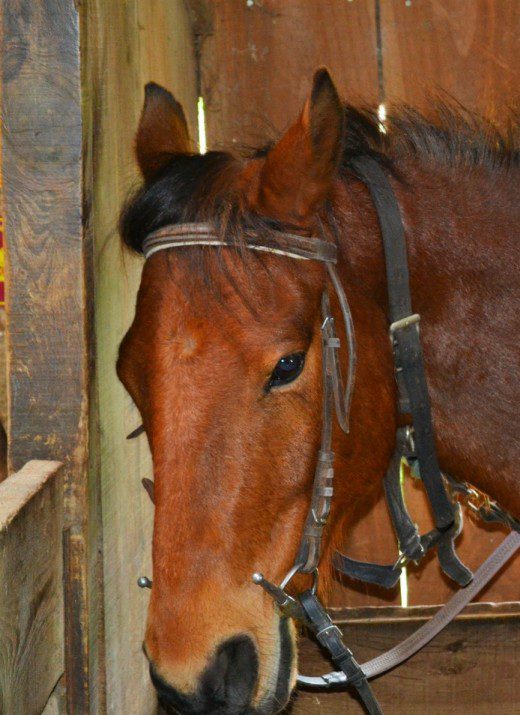 Une aprés midi au centre equestre