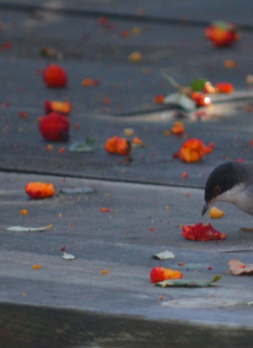 Les oiseaux de notre jardin Corse