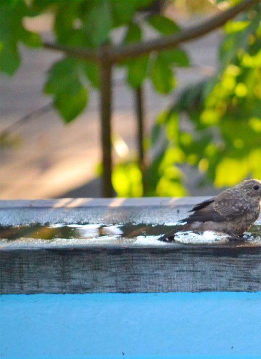 Maison d'hôtes et refuge pour oiseaux