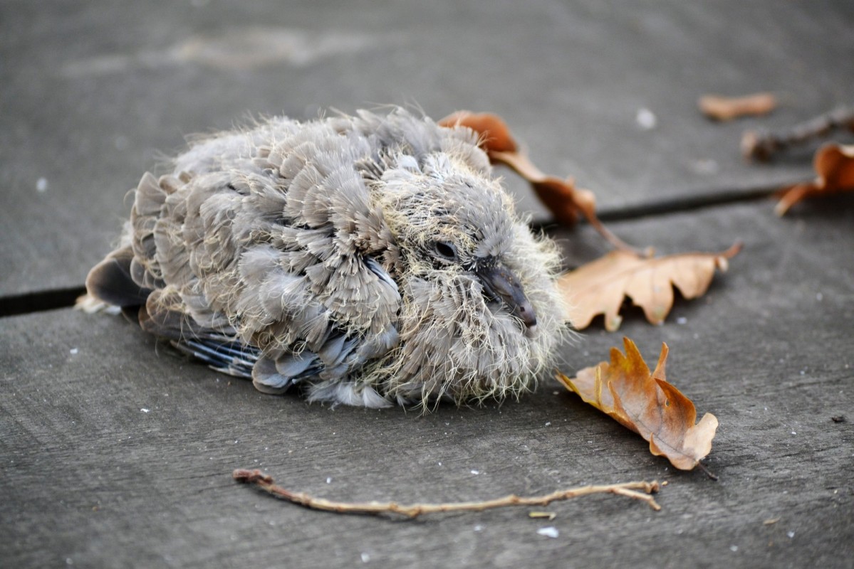 Sauvatage d'un bébé Tourterelle