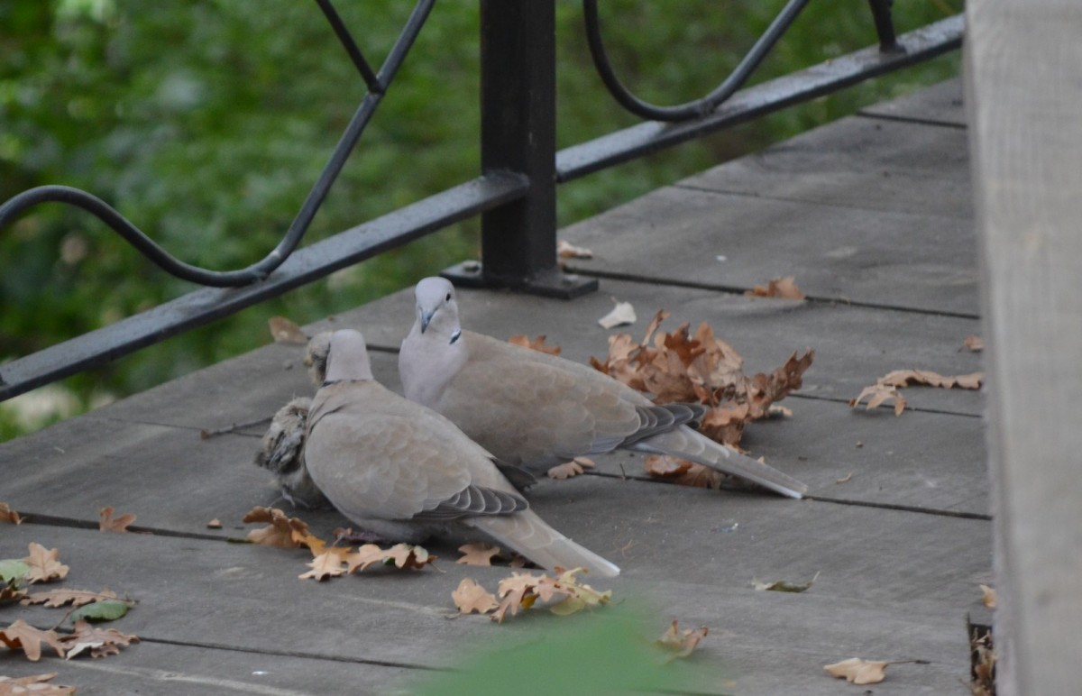 Sauvatage d'un bébé Tourterelle